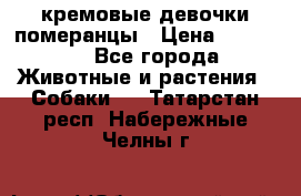 кремовые девочки померанцы › Цена ­ 30 000 - Все города Животные и растения » Собаки   . Татарстан респ.,Набережные Челны г.